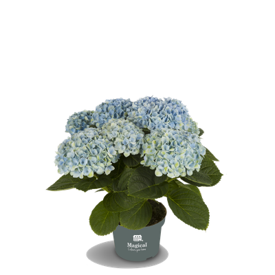 ©Magical Colours Your Home, hortensia Revolution bleu en 10,5 cm.