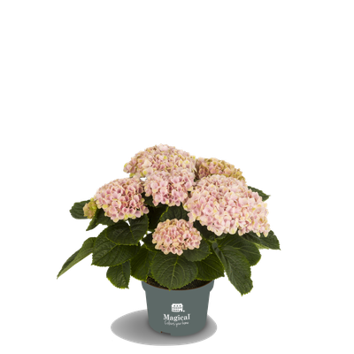 ©Magical Colours Your Home, hortensia Revolution rose en 10,5 cm.