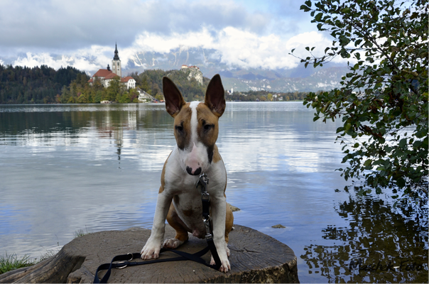 Tiere_2023