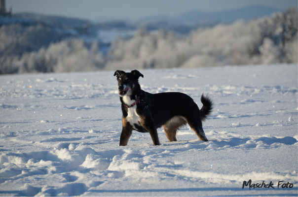 Tiere_2021/1