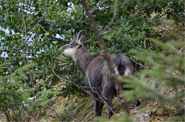 Tiere_2021/2