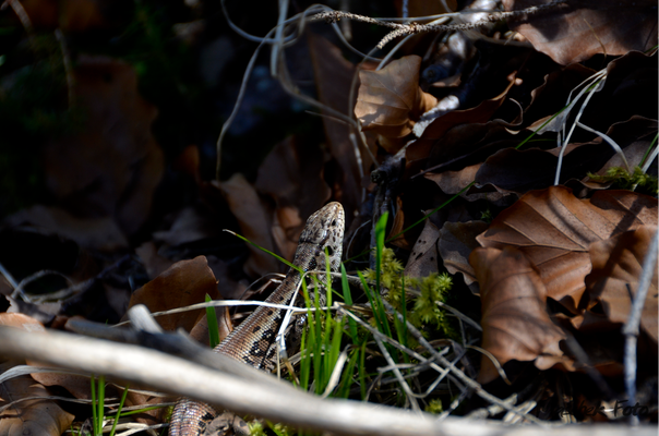 Tiere_2021/1