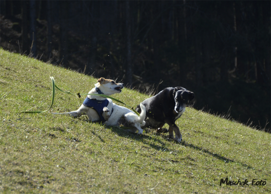 Tiere_2019/1