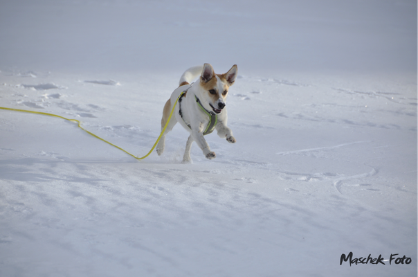 Tiere_2021/2