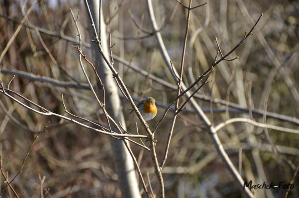 Tiere_2021/1