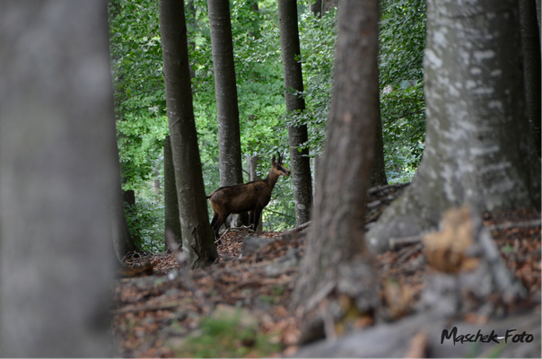 Tiere_2021/2