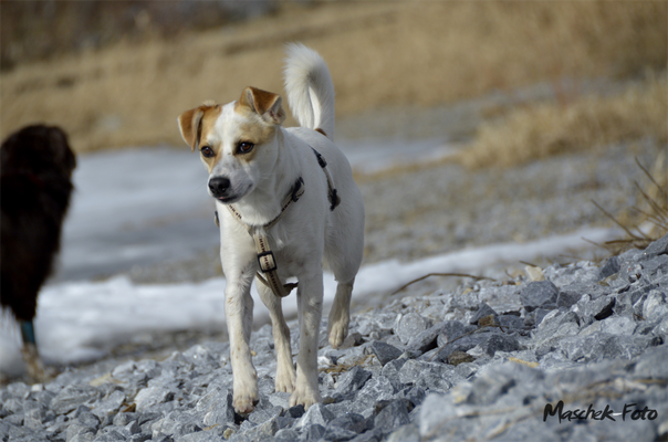 Tiere_2018