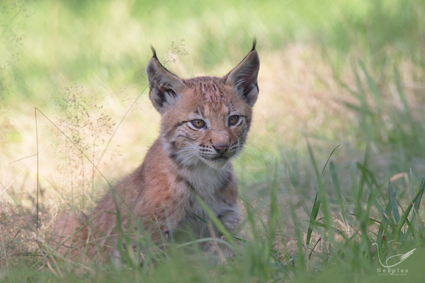 Eurasischer Luchs - Nordluchs - Luchs - Lynx lynx    Foto:Michael Milfeit