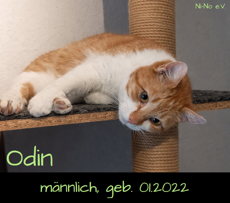 Odin - verschmuster, menschenbezogener Kater