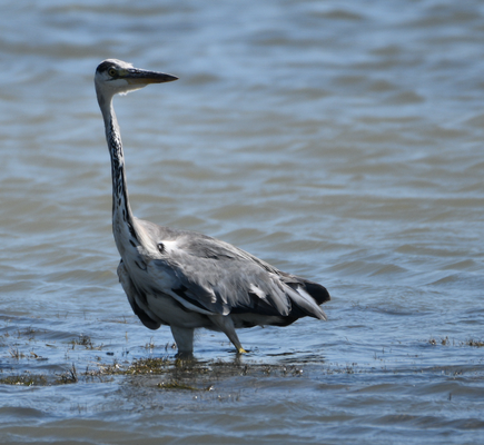 Grey Heron, Camargue