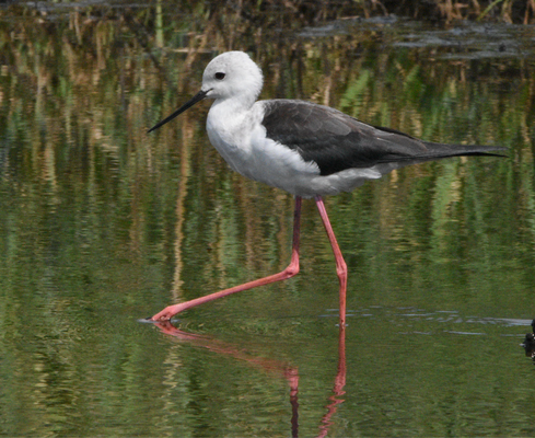 Black-winged stilt, Loire estuary