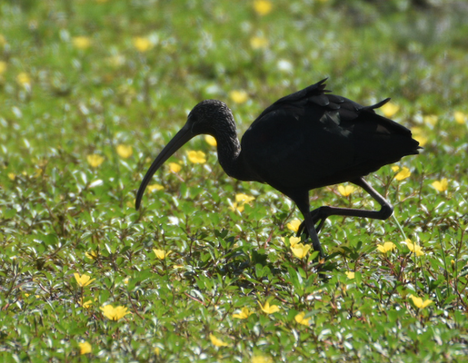 Glossy Ibis, Camargue