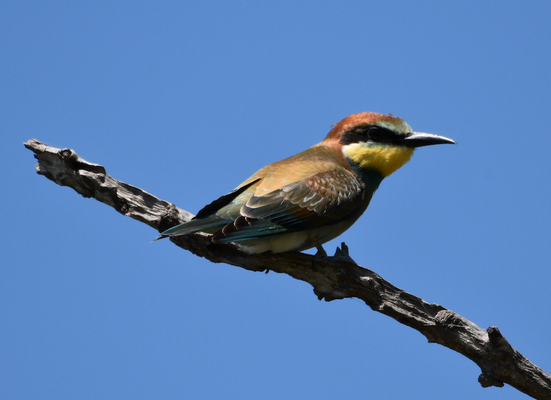 European Bee-eater, Carmargue