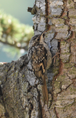 Short-toed Treecreeper, Provence