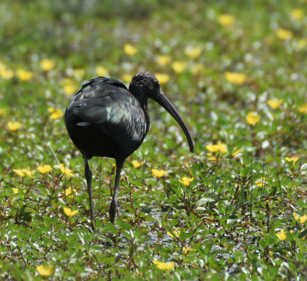 Glossy Ibis, Camargue