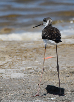 Black-winged stilt, Camargue