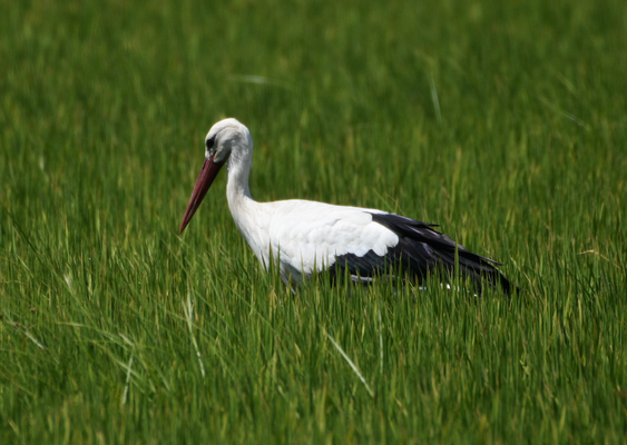 White Stork, Camargue