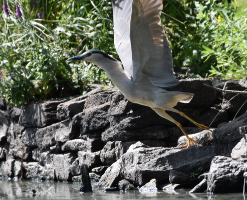 Night Heron, Loire estuary