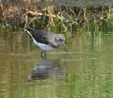 Green Sandpiper, Loire estuary