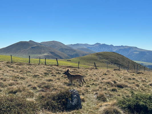 malinois en balade en Auvergne