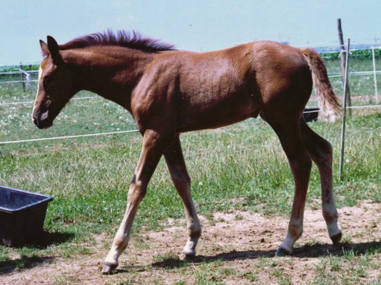 Variété 2003