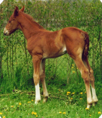 Lysa 2001