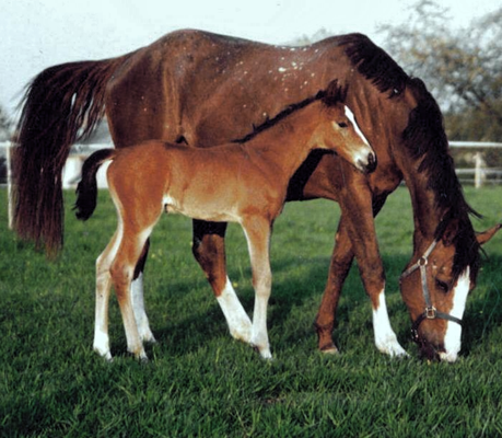 Topline 2002