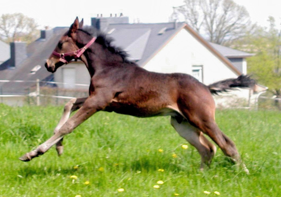 Tino 2008