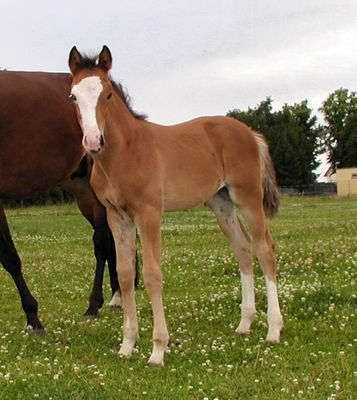 Lutine 2008