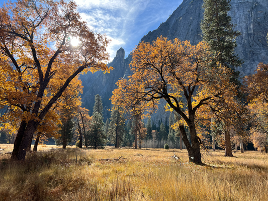 Golden Season