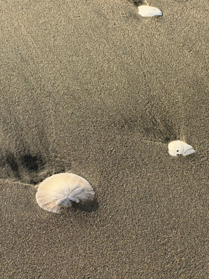 Sand Dollar häts ä es paar ahgspüehlt.