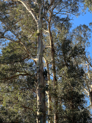 Di mächtige Eukalyptus Bäum ufem Campus.