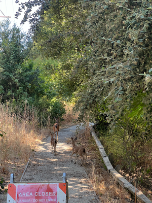 Au im Pulgas Ridge Preserve hend die Viechli kei Angst :D