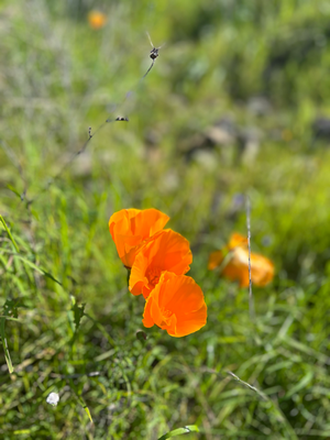 Poppy Flower - State Flower vo Cali