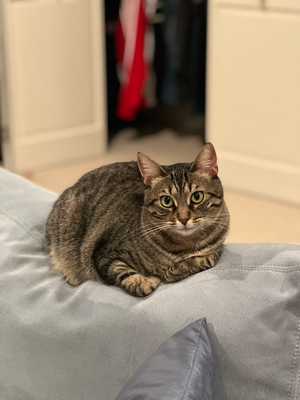 No s'letst mal ufd Büsis gluegt, morn chömed d'Owners wieder!