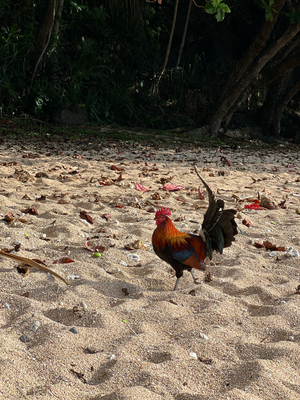 Rooster - richtige Beach Playboy