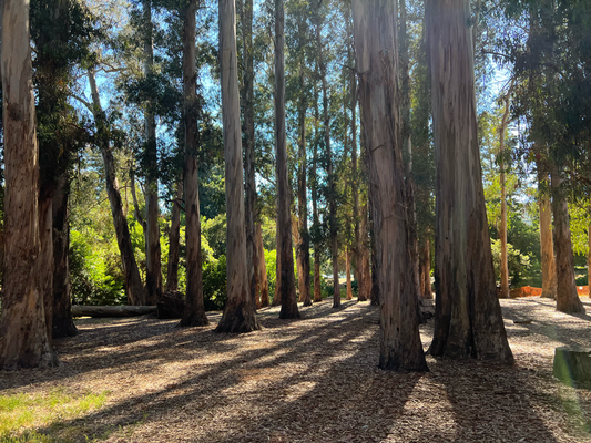Berkeley University Campus