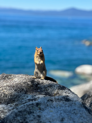 Hoi Chipmunk!