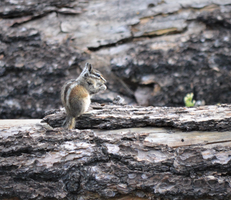Chipmunk :)