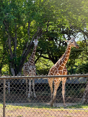 D'Giraffe, womer amel uf eusem Spaziergang gsehnd, sind bsunders neugierig gsi!