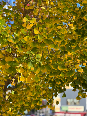Herbst ih de Stadt :)