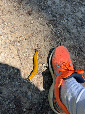 en riiise Banane Schnägg :D