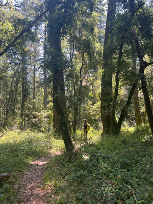 Portola Valley State Park