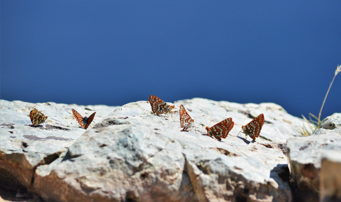 Uf euesm Zmittagsstei hets en Huuuufe Schmetterling gha!