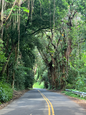 Am Mäntig isch de Stee und de Dävu uf Maui und mir sind obe a Honolulu go luege was für Wanderweg dases det so git