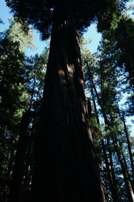 Redwoods <3