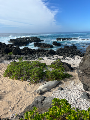 und süesse Monk Seals!