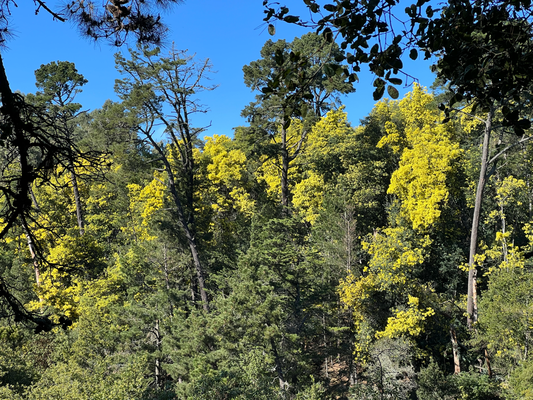 No en Spaziergang im Jaque Miller Park obe ah Oakland
