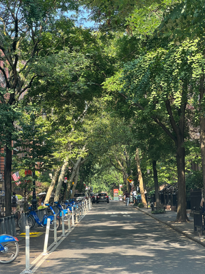 So hübschi Strasse und Ginkgobäum!