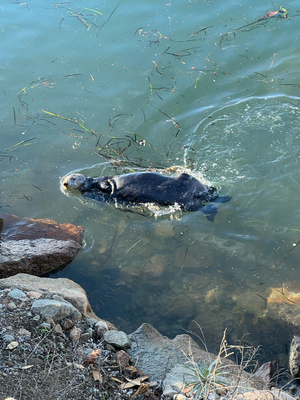 D'Otter da unde sind eifach goldig! Da chönntsch Stunde zueluege!!